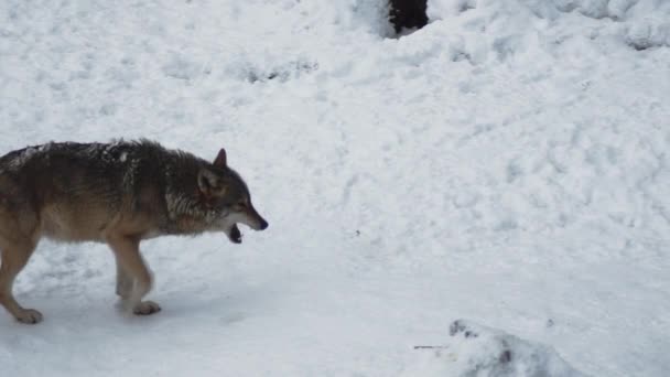 Lobos Cinzentos Canis Lupus Linne 1821 Após Almoço Uma Floresta — Vídeo de Stock