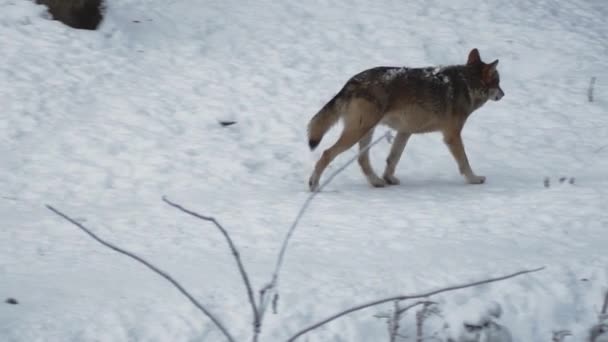 Gray Wolves Canis Lupus Linne 1821 Lunch Forest Snow Covered — Stock Video