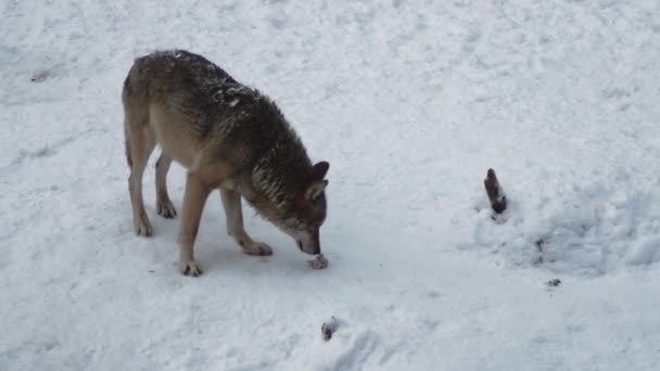 Gri Kurtlar Canis Lupus Linne 1821 Kar Kaplı Toprak Ile — Stok video