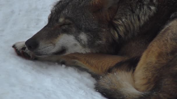 Lobos Cinzentos Canis Lupus Linne 1821 Após Almoço Uma Floresta — Vídeo de Stock