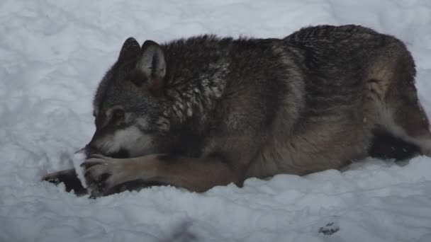 灰色のオオカミ キャニスループス リンネ 1821 冬に雪に覆われた土壌で森の中で昼食後 スローモーション — ストック動画