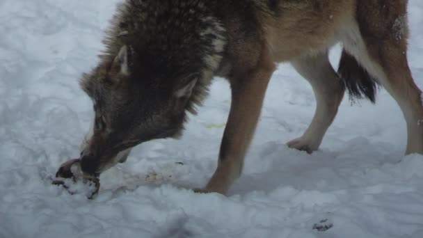 Gray Wolves Canis Lupus Linne 1821 Lunch Forest Snow Covered — Stock Video