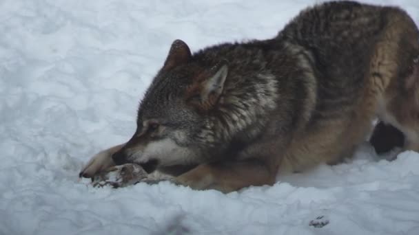 Gray Wolves Canis Lupus Linne 1821 Lunch Forest Snow Covered — Stock Video