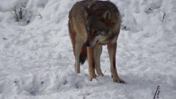 Γκρίζοι Λύκοι Canis Λύκος Linne 1821 Μετά Γεύμα Ένα Δάσος — Αρχείο Βίντεο