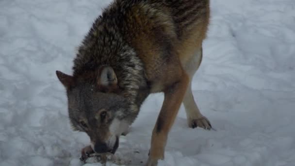 Šedí Vlci Canis Lupus Linne 1821 Obědě Lese Sněhem Pokrytou — Stock video