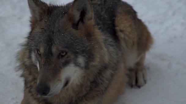 Šedí Vlci Canis Lupus Linne 1821 Obědě Lese Sněhem Pokrytou — Stock video