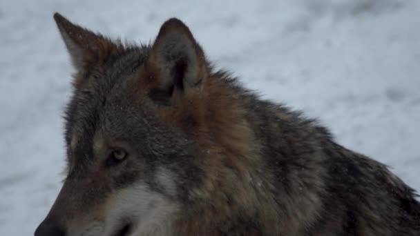 Szare Wilki Canis Lupus Linne 1821 Obiedzie Lesie Pokrytymi Śniegiem — Wideo stockowe