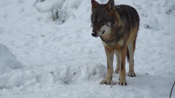 灰色のオオカミ キャニスループス リンネ 1821 冬に雪に覆われた土壌で森の中で昼食後 スローモーション — ストック動画