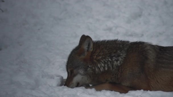 灰色のオオカミ キャニスループス リンネ 1821 冬に雪に覆われた土壌で森の中で昼食後 スローモーション — ストック動画