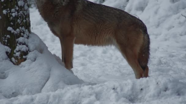 苍斑狼疮 1821年 午餐后在森林与雪覆盖的土壤 在冬天 — 图库视频影像