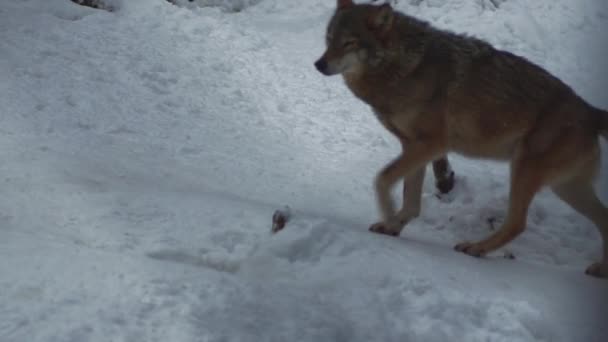 Gray Wolves Canis Lupus Linne 1821 Lunch Forest Snow Covered — стоковое видео