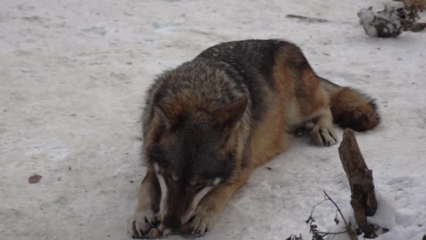 Szare Wilki Canis Lupus Linne 1821 Obiedzie Lesie Pokrytymi Śniegiem — Wideo stockowe