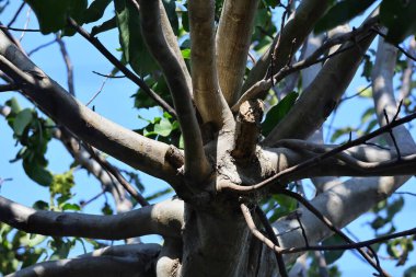 Doğada ağaç dalları, bitki örtüsü