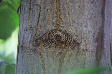 Doğada ağaç dalları, bitki örtüsü