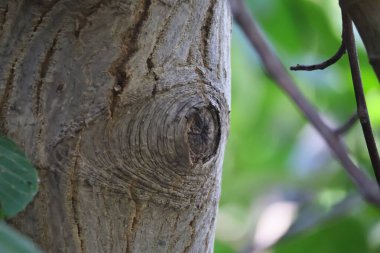 Doğada ağaç dalları, bitki örtüsü