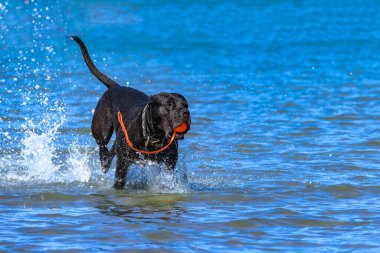Black Cane Corso bekçi köpeği suda koşuyor, köpek eğitimi alıyor, yakalamaç oynuyor.