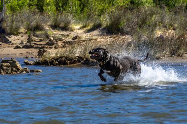 Black Cane Corso bekçi köpeği suda koşuyor, köpek eğitimi alıyor, yakalamaç oynuyor.