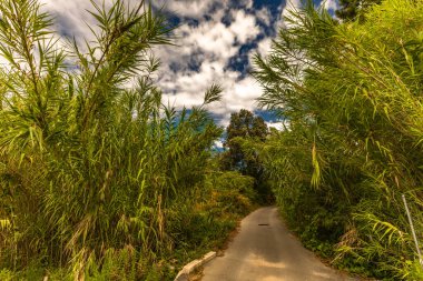 Hırvatistan 'ın Rab adasındaki orman ve plaja giden uzun otlar, Lopa plajına erişim