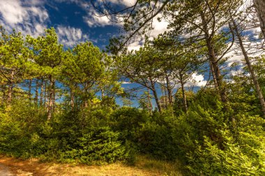 Hırvatistan 'ın Rab adasındaki orman ve plaja giden uzun otlar, Lopa plajına erişim