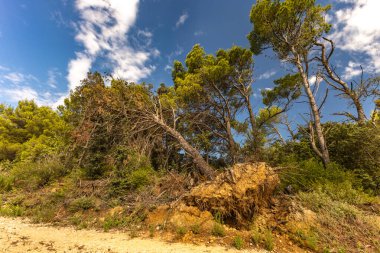 Ormandaki uzun bir ağaç kırıldı, Hırvatistan 'daki bir fırtına sırasında kökünden sökülmüş bir ağaç yere devrildi. Tavşan
