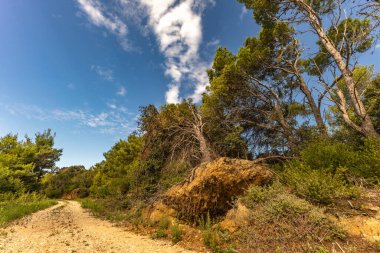 Ormandaki uzun bir ağaç kırıldı, Hırvatistan 'daki bir fırtına sırasında kökünden sökülmüş bir ağaç yere devrildi. Tavşan