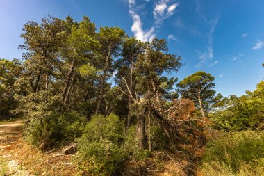 Ormandaki uzun bir ağaç kırıldı, Hırvatistan 'daki bir fırtına sırasında kökünden sökülmüş bir ağaç yere devrildi. Tavşan