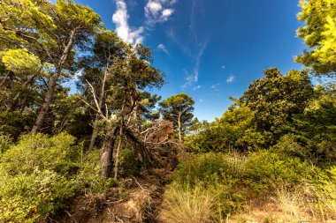 Ormandaki uzun bir ağaç kırıldı, Hırvatistan 'daki bir fırtına sırasında kökünden sökülmüş bir ağaç yere devrildi. Tavşan