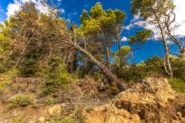 Ormandaki uzun bir ağaç kırıldı, Hırvatistan 'daki bir fırtına sırasında kökünden sökülmüş bir ağaç yere devrildi. Tavşan