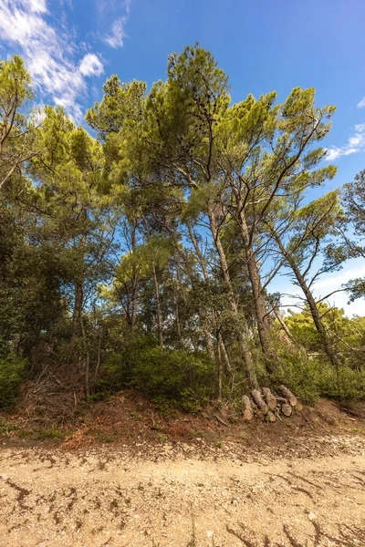 Ormandaki uzun bir ağaç, Hırvatistan 'daki bir fırtına sırasında kökünden sökülmüş bir ağaç yere devrildi. 