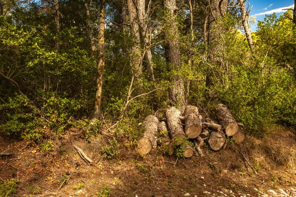 Ormandaki uzun bir ağaç kırıldı, Hırvatistan 'daki bir fırtına sırasında kökünden sökülmüş bir ağaç yere devrildi. Tavşan