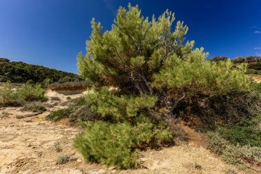 Hırvatistan 'ın Rab adasındaki Stracic Sahili' nde kum tepeleri, kayan kumlar ve yabani Akdeniz bitkileri