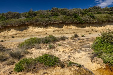 Hırvatistan 'ın Rab adasındaki Stracic Sahili' nde kum tepeleri, kayan kumlar ve yabani Akdeniz bitkileri