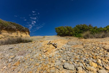 Hırvatistan 'ın Rab adasındaki Stracic Sahili' nde kum tepeleri, kayan kumlar ve yabani Akdeniz bitkileri