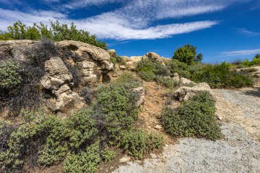 Rab adasındaki kayalıklarda yetişen yabani bitki örtüsü, kum tepeleri, bataklık kumu, adanın etrafındaki bir patika, Strucic Sahili.