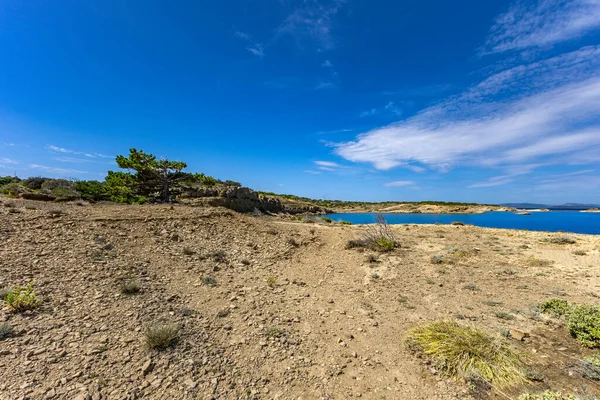 Rab adasındaki kayalıklarda yetişen yabani bitki örtüsü, kum tepeleri, bataklık kumu, adanın etrafındaki bir patika, Strucic Sahili.