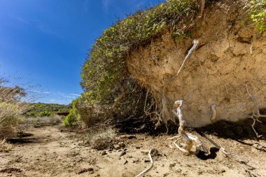 Bereketli bitki örtüsüyle kaplı dev bir kum tepeciği, Rab adasındaki Strucic plajına giden bir patika, yürüyüş patikası.