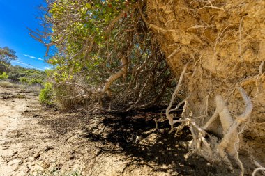 Bereketli bitki örtüsüyle kaplı dev bir kum tepeciği, Rab adasındaki Strucic plajına giden bir patika, yürüyüş patikası.