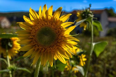 Batan güneşin ışınlarında sarı bir ayçiçeği. Bahçede olgunlaşan ayçiçeği meyvesinin yakın çekimi.