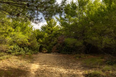 Tavşan adasındaki Podsilo Sahili 'ne doğru giden yoğun bir ormana giden yol, kum tepeleri, bataklık kumları, Akdeniz bitkileri Hırvatistan