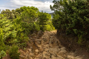 Tavşan adasındaki Podsilo Sahili 'ne doğru giden yoğun bir ormana giden yol, kum tepeleri, bataklık kumları, Akdeniz bitkileri Hırvatistan