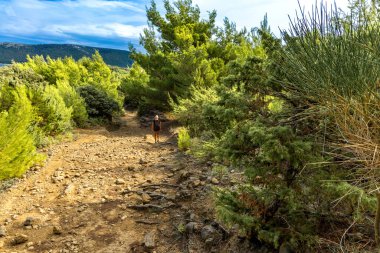 Tavşan adasındaki Podsilo Sahili 'ne doğru giden yoğun bir ormana giden yol, kum tepeleri, bataklık kumları, Akdeniz bitkileri Hırvatistan