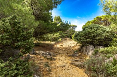 Tavşan adasındaki Podsilo Sahili 'ne doğru giden yoğun bir ormana giden yol, kum tepeleri, bataklık kumları, Akdeniz bitkileri Hırvatistan