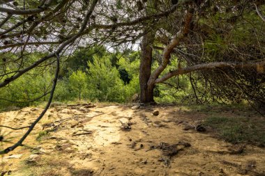 Tavşan adasındaki Podsilo Sahili 'ne doğru giden yoğun bir ormana giden yol, kum tepeleri, bataklık kumları, Akdeniz bitkileri Hırvatistan