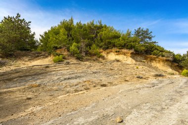 Tavşan adasındaki Podsilo Sahili 'ne doğru giden yoğun bir ormana giden yol, kum tepeleri, bataklık kumları, Akdeniz bitkileri Hırvatistan
