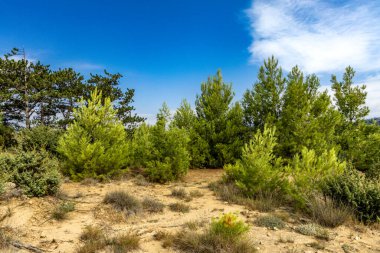 Tavşan adasındaki Podsilo Sahili 'ne doğru giden yoğun bir ormana giden yol, kum tepeleri, bataklık kumları, Akdeniz bitkileri Hırvatistan
