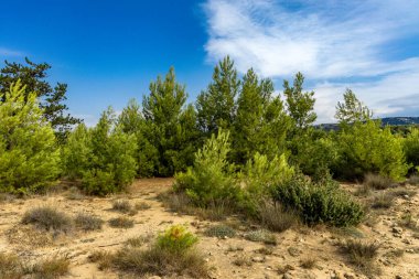 Tavşan adasındaki Podsilo Sahili 'ne doğru giden yoğun bir ormana giden yol, kum tepeleri, bataklık kumları, Akdeniz bitkileri Hırvatistan