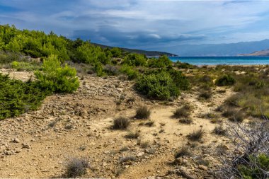 Tavşan adasındaki Podsilo Sahili 'ne doğru giden yoğun bir ormana giden yol, kum tepeleri, bataklık kumları, Akdeniz bitkileri Hırvatistan