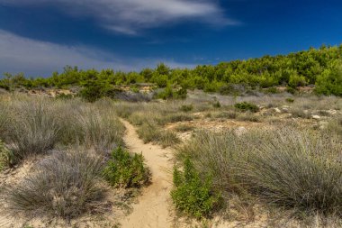 Tavşan adasındaki Podsilo Sahili 'ne doğru giden yoğun bir ormana giden yol, kum tepeleri, bataklık kumları, Akdeniz bitkileri Hırvatistan