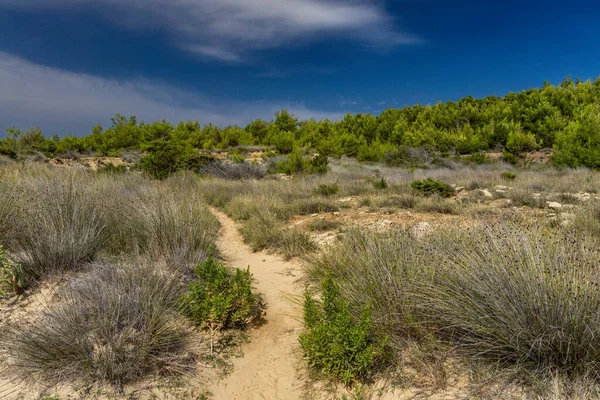 Tavşan adasındaki Podsilo Sahili 'ne doğru giden yoğun bir ormana giden yol, kum tepeleri, bataklık kumları, Akdeniz bitkileri Hırvatistan