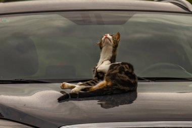 Büyük yeşil gözlü gri bir kedi arabanın kaputunda yatar, kedi arabayı yıkar ve güneşlenir, kedi arabanın kaputunu pençeleriyle çizer.